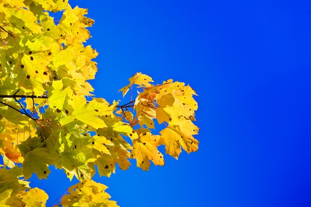 Esdoorntak op een achtergrond van de blauwe lucht