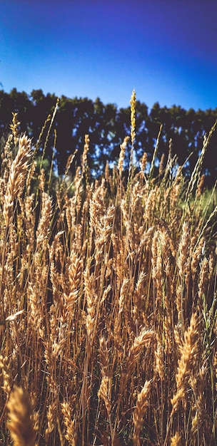 Photo espigas maduras color dorado en el campo