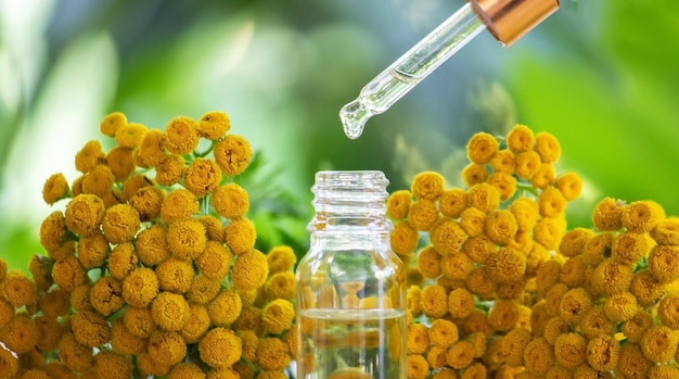 Foto olio essenziale dalla natura della pianta immortelle