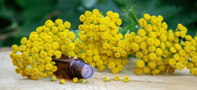 Essential oil from the immortelle plant nature