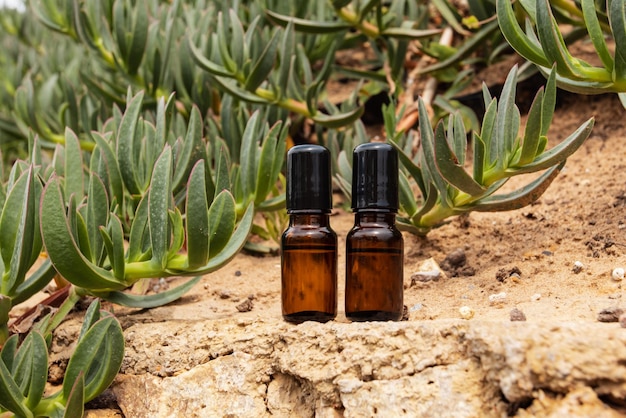 Olio essenziale in bottiglia di vetro su pianta verde all'aperto ottimo design per qualsiasi scopo prodotto di bellezza liquido cosmetico sfondo della natura