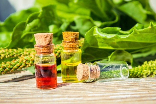 Essential oil of plantain in a small bottle. selective focus.