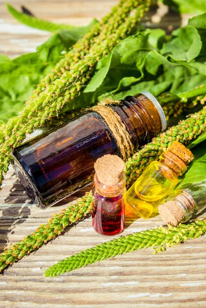 Essential oil of plantain in a small bottle. Selective focus.