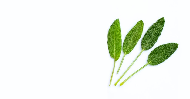 Essential oil with fresh sage leaves on white background