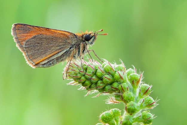 エセックス スキッパー - Thymelicus lineola、ヨーロッパの牧草地からの美しい小さなオレンジ色の蝶..