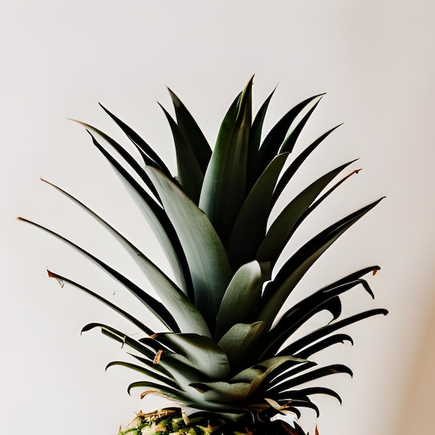 esthetic tropical green plants pineapple