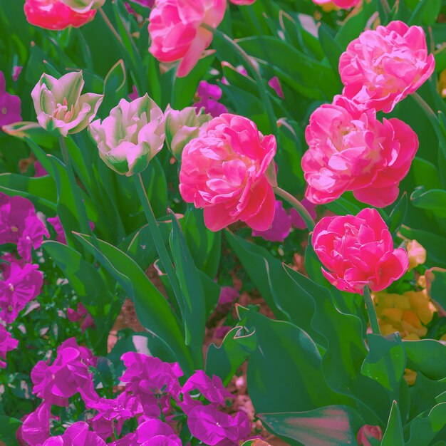 Esthetiek behang bloemen bloeien achtergrond. Ideaal voor ansichtkaarten en afdrukken