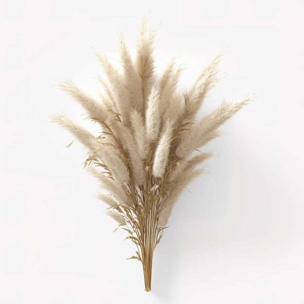 Foto esthetisch pampas gras