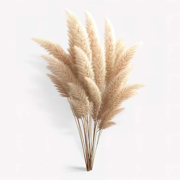 Esthetisch pampas gras