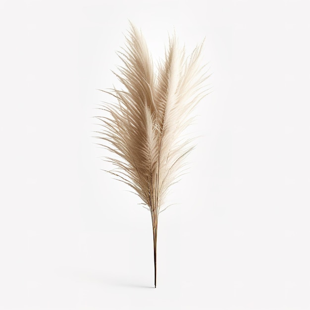 Esthetisch pampas gras