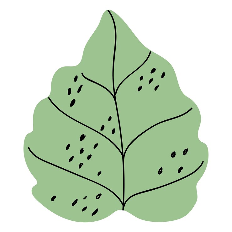 Foto esthetische blad png sticker botanische doodle doorzichtige achtergrond
