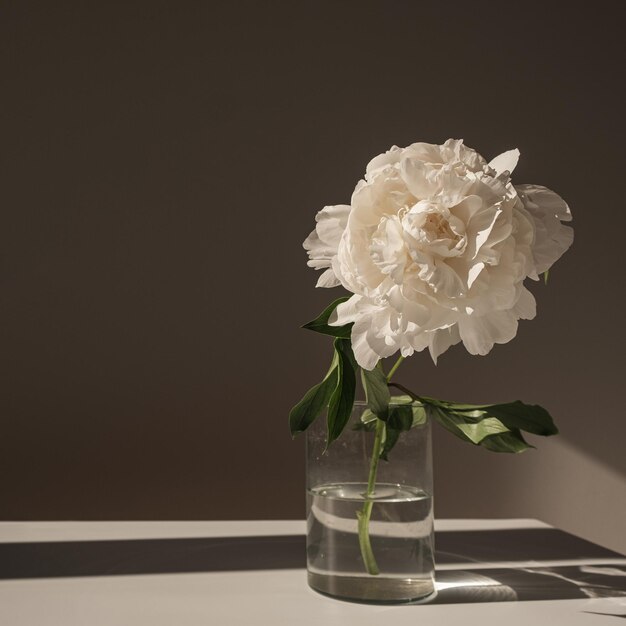 Esthetische luxe Boheemse bloemensamenstelling Elegante zachte witte pioenbloem die zonlichtschaduw werpt