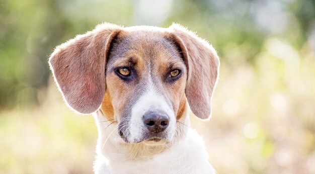 Estonian hound dog on blurred background