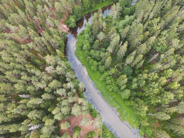 Estonian nature the Valge river flows through the forest drone photo in summer High quality photo