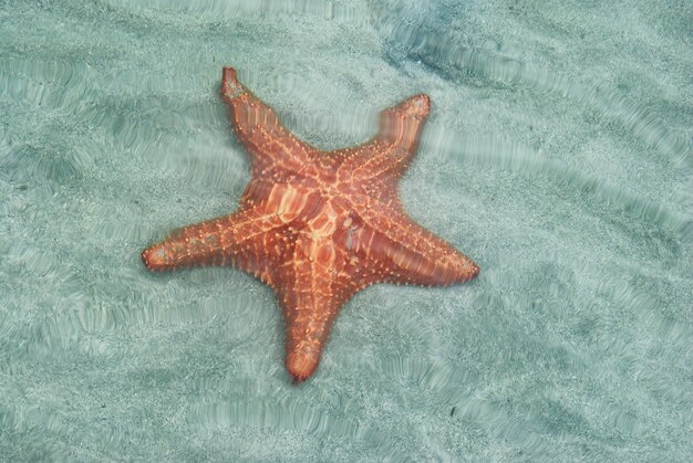 Photo estrella de mar