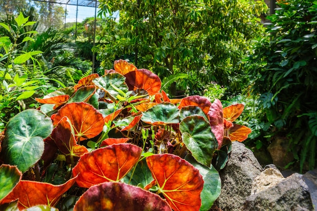 Estufa fria is a greenhouse with gardens ponds exotic plants and trees in lisbon portugal