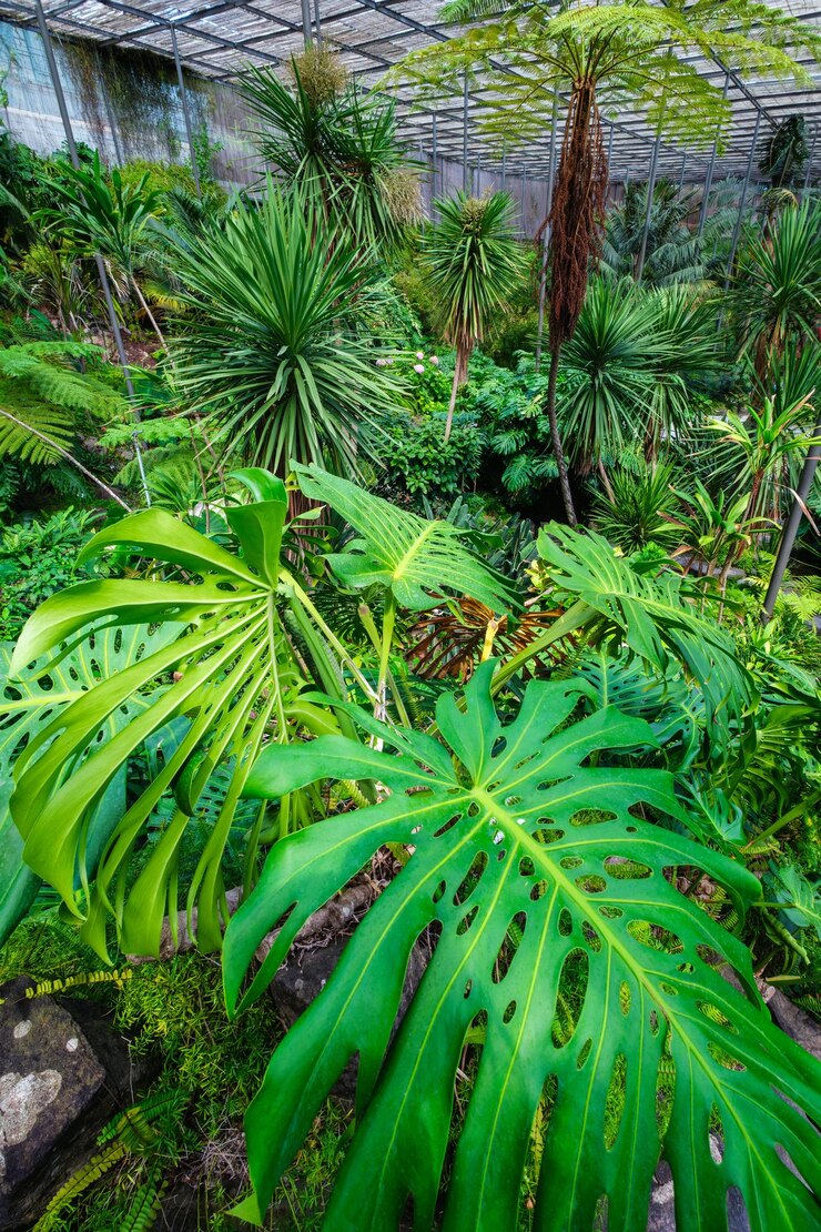 Estufa Fria is a greenhouse with Monstera deliciosa leaves in the foreground in Lisbon Portugal