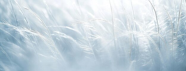 Photo ethereal blue feather texture for backgrounds