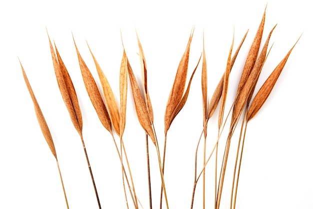 Ethereal Elegance Graceful Reeds Dancing on a White Isolated Background