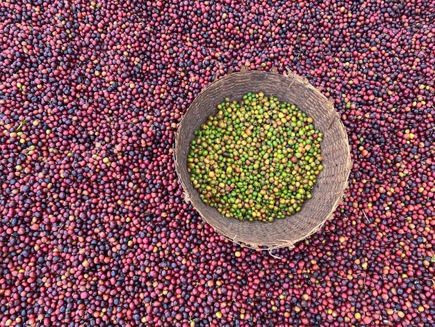 Ethiopische rode en groene koffiebessen liggen te drogen in de zon Dit proces is het natuurlijke proces De kersen worden met de hand gesorteerd en de groene worden in een rieten mand gedaan Bona Zuria Sidama Ethiopië