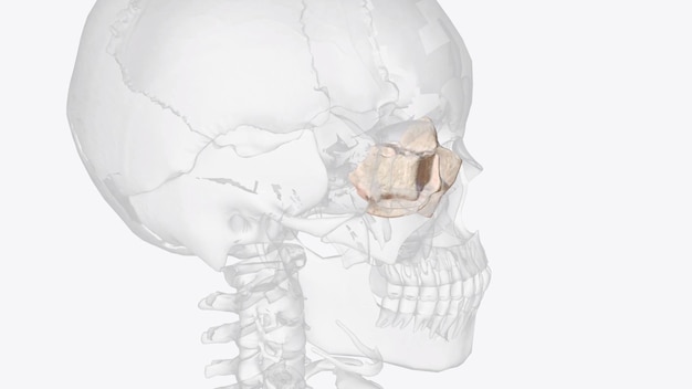 Photo the ethmoid bone is a small unpaired bone located in the midline of the anterior cranium