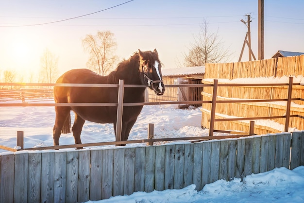 Ethnographic Museum barnyard and horse Katskari village Martynovo village