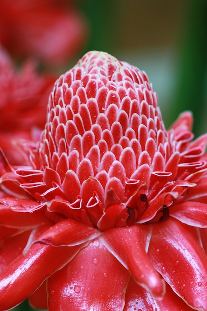 Etlingera elatior bloem