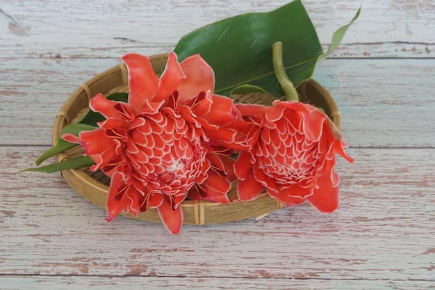 写真 エトリンゲラ・エラティオール (etlingera elatior) は,草の多年生植物の一種である.