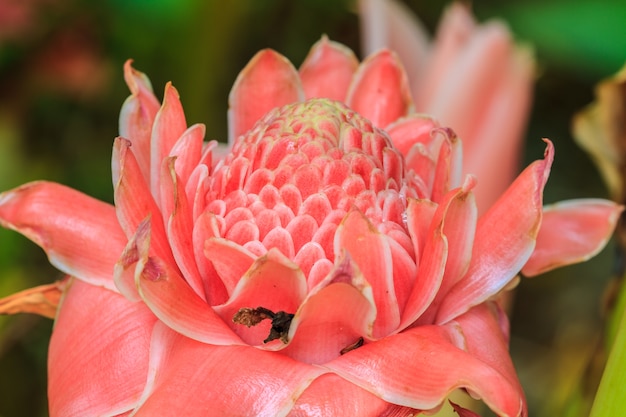 Photo etlingera elatior or red torch ginger