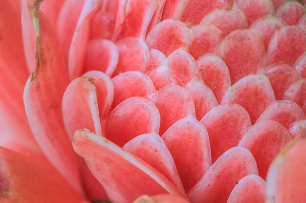 Etlingera Elatior or Red Torch Ginger