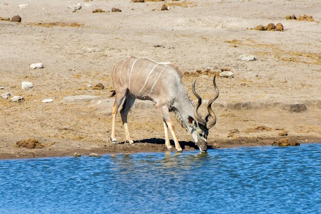 Etosha Kudu Namibië