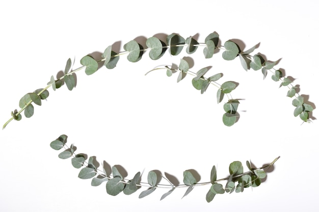 Eucalyptus bladeren op een witte achtergrond. Flatlay, Flatlay, Flatly, Bovenaanzicht, Overhead