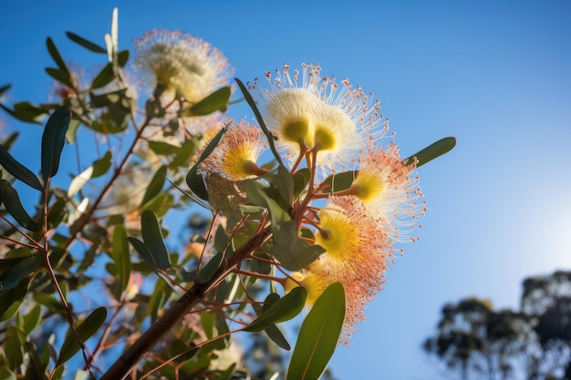 Eucalyptus bloem bloeiend in de ochtendzon met heldere blauwe luchten