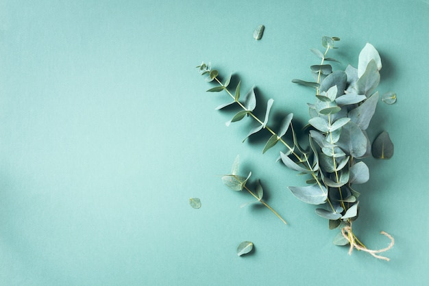 Eucalyptus branch on pastel green background. 