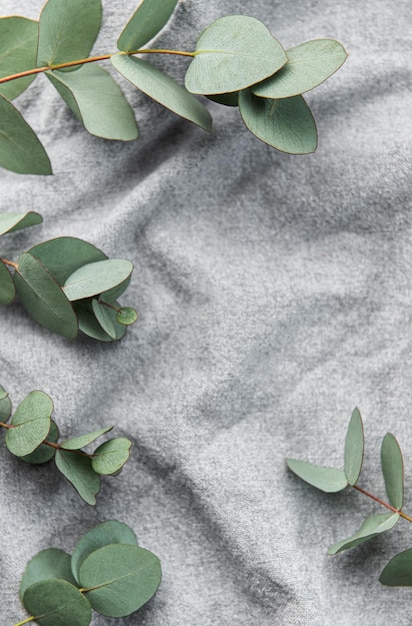 Ramo di eucalipto su sfondo di tessuto tessile vista dall'alto piatta spazio per il testo