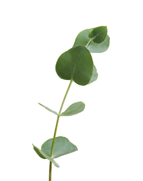 Eucalyptus branch with fresh leaves on white