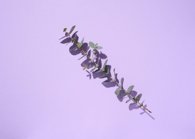 Photo eucalyptus branch with green leaves on purple background top view