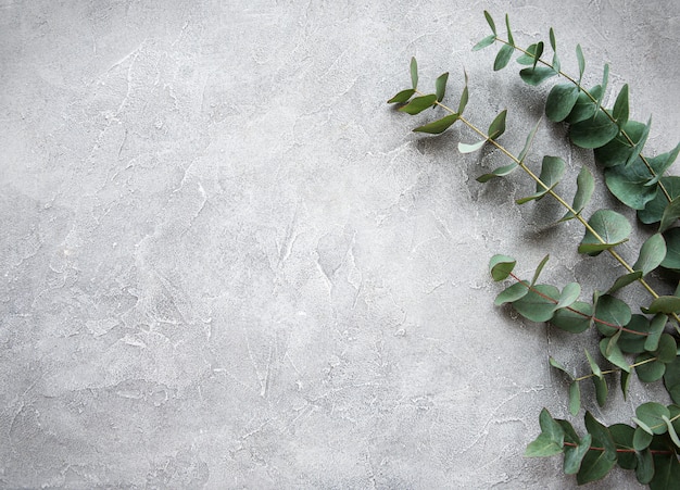 Eucalyptus branches on a concrete background