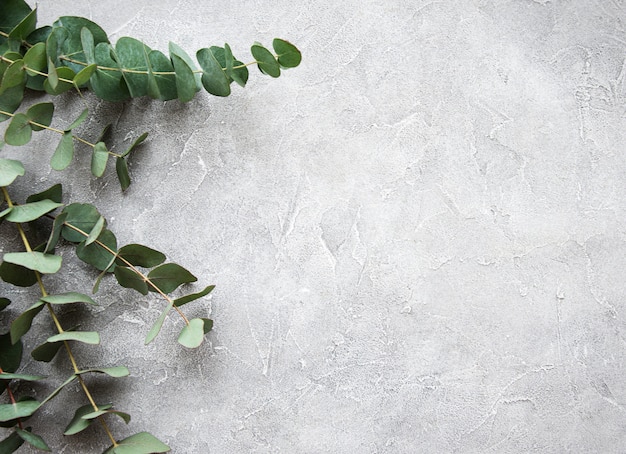 Eucalyptus branches on a concrete background