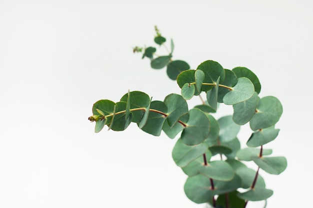 Eucalyptus branches in glass with water on white background