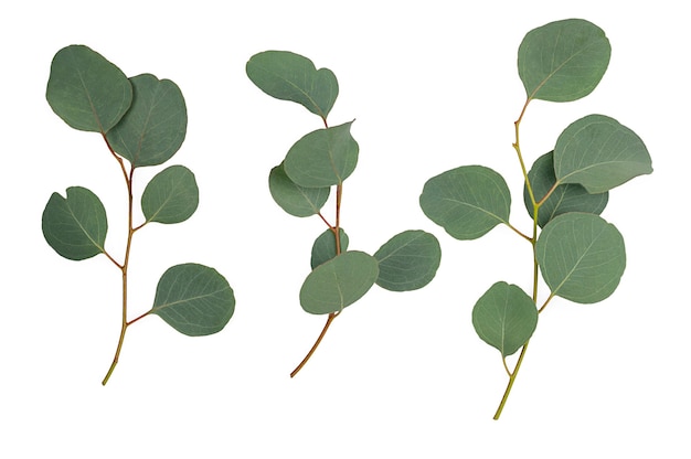 Eucalyptus branches isolated on white background