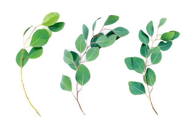 Eucalyptus branches isolated on white background.