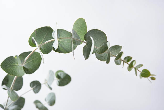 Eucalyptus branches on a light gray background close up