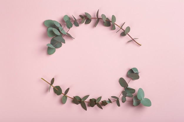 Eucalyptus branches on a pink background