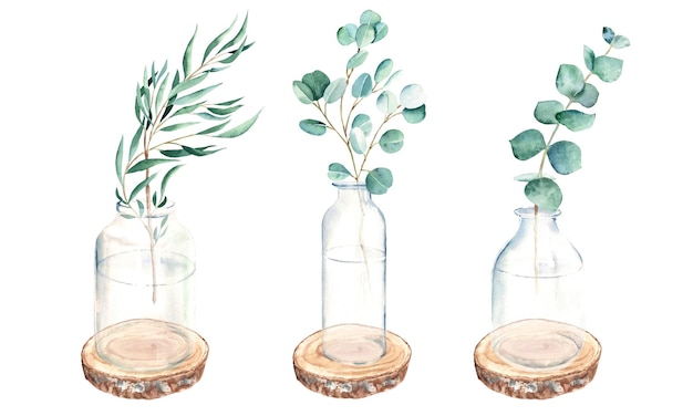 Eucalyptus branches in vases jar bottles on round wooden saw\
cuts watercolor hand drawn botanical