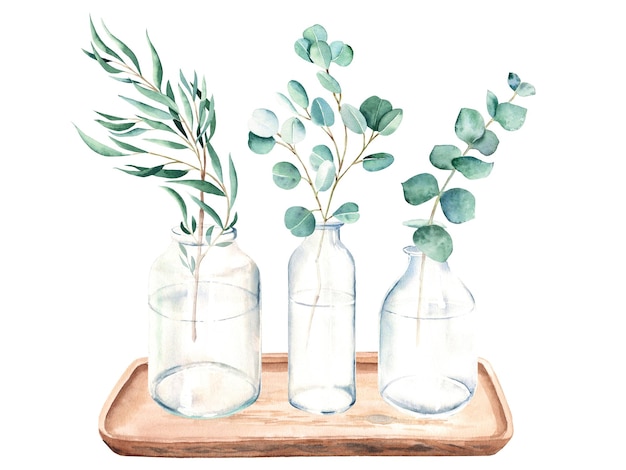 Eucalyptus branches in vases jar bottles on wooden tray
watercolor hand drawn botanical illustration