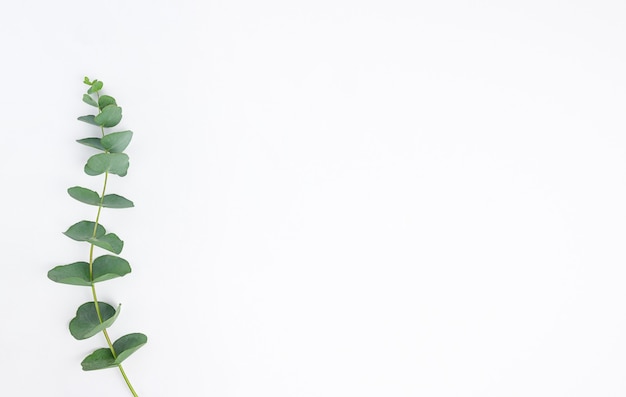 eucalyptus branches on white background. Flat lay, top view. copy space