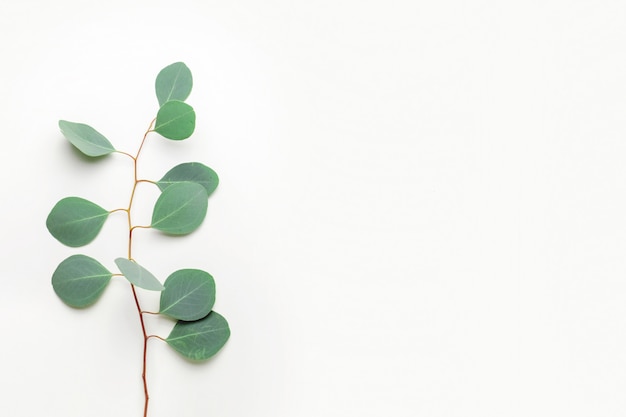 Eucalyptus branches on a white background. Flat, top view, copy space