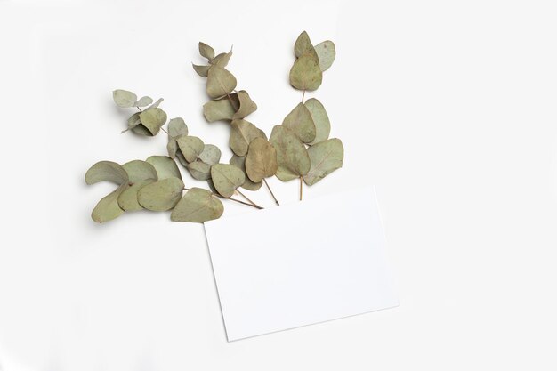 Eucalyptus branches with leaves and a blank white paper sheet on a white background with copy space