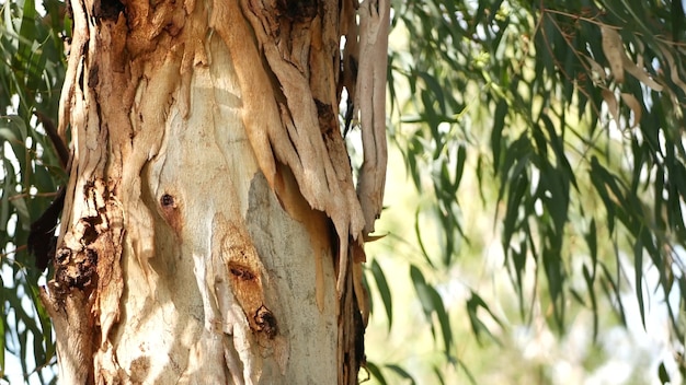 Eucalipto in california, usa. originario dell'albero della gomma australiana. vento in foglie verdi di mirto in primavera. fresca atmosfera primaverile di natura selvaggia. pianta americana nella foresta. vegetazione botanica naturale